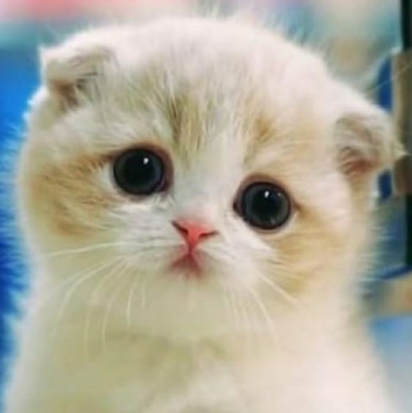 Meet your Posher, Keisha - Picture 1 of 1